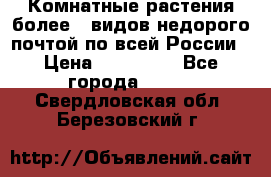 Комнатные растения более200видов недорого почтой по всей России › Цена ­ 100-500 - Все города  »    . Свердловская обл.,Березовский г.